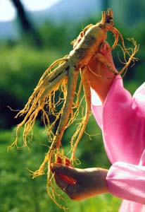 Large ginseng plant