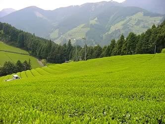 Green tea crop