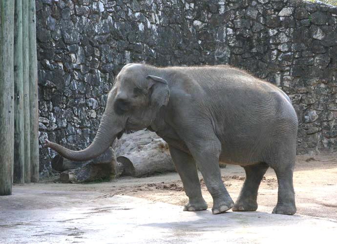 Elephants at the Houston Zoo will benefit greatly from the expansion.